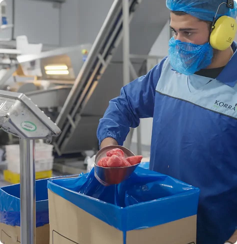 worker packing frozen strawberries