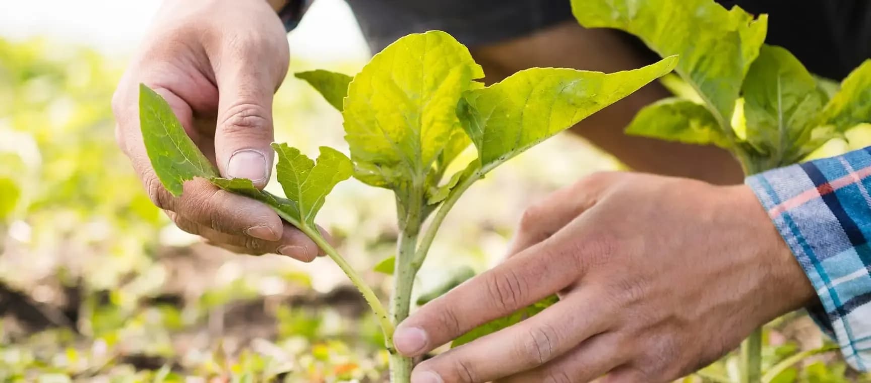 Sustainable Agriculture