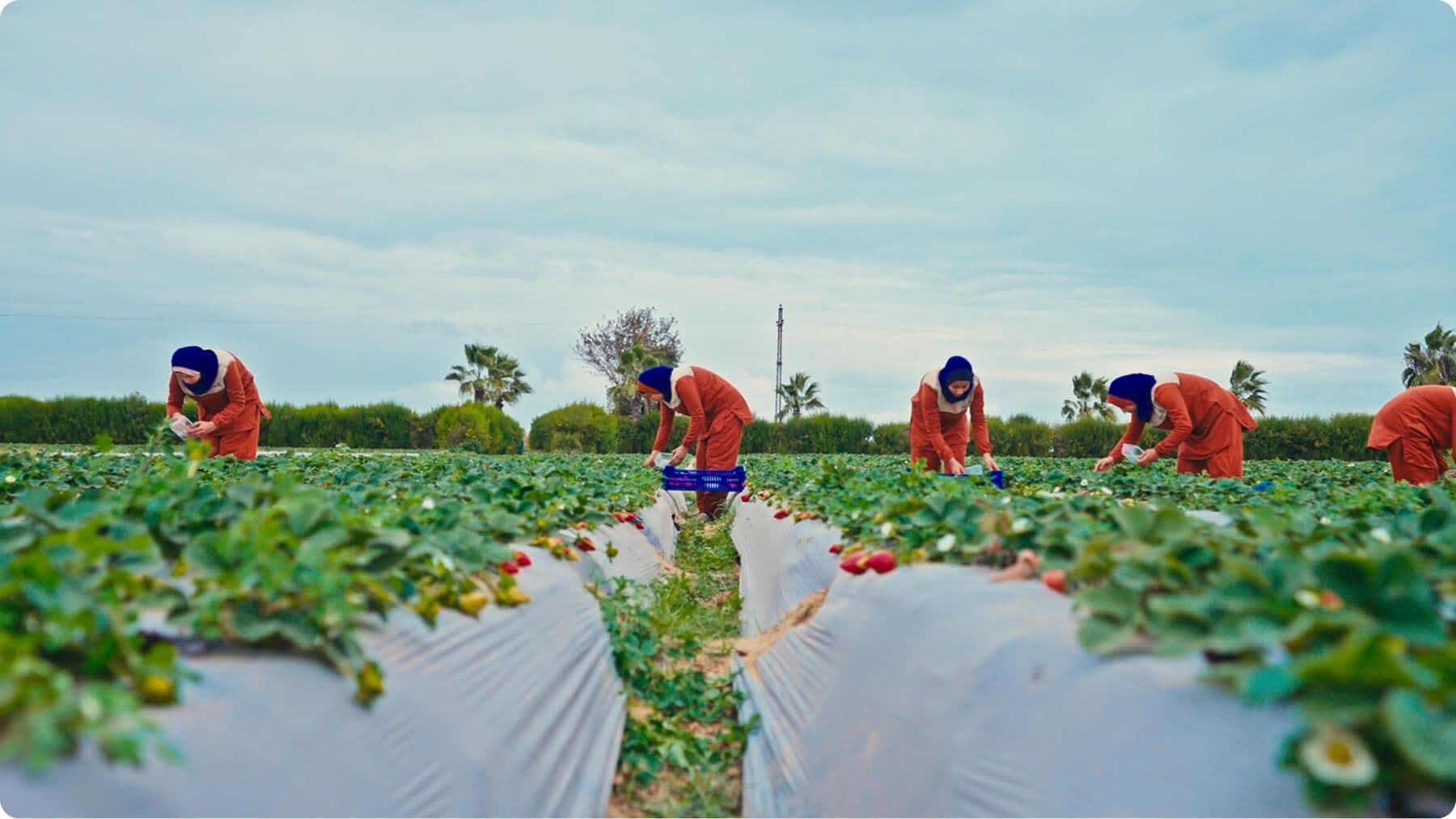 Female farm workers harvesting fresh strawberries in a sustainable agricultural field under a cloudy sky — showcasing eco-friendly farming and community-based agricultural practices.”